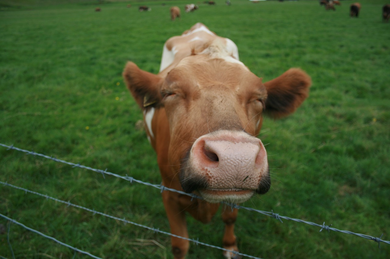 Karvė, Šypsena, Laimė, Laukas, Gražus, Nemokamos Nuotraukos,  Nemokama Licenzija