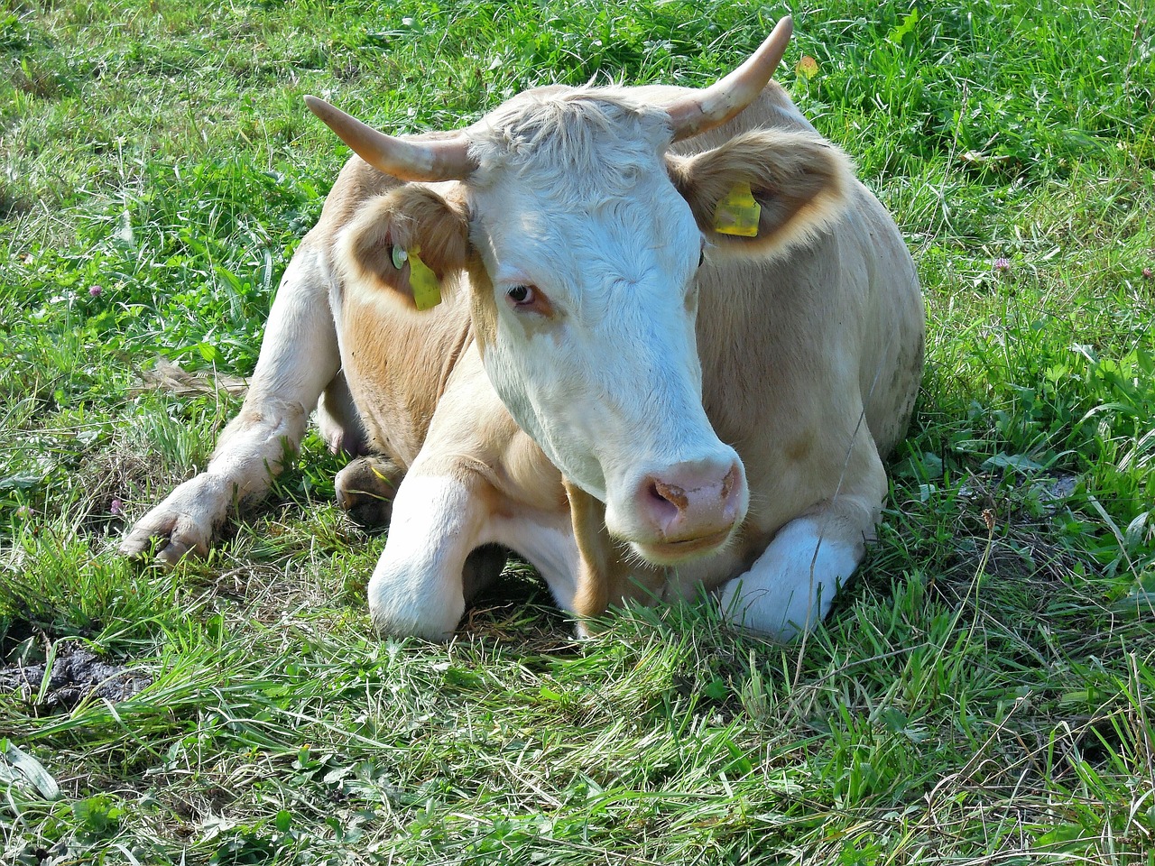 Karvė, Pieva, Vaizdas, Melas, Žalias, Laukas, Įdomu, Žiūrėti, Nemokamos Nuotraukos,  Nemokama Licenzija