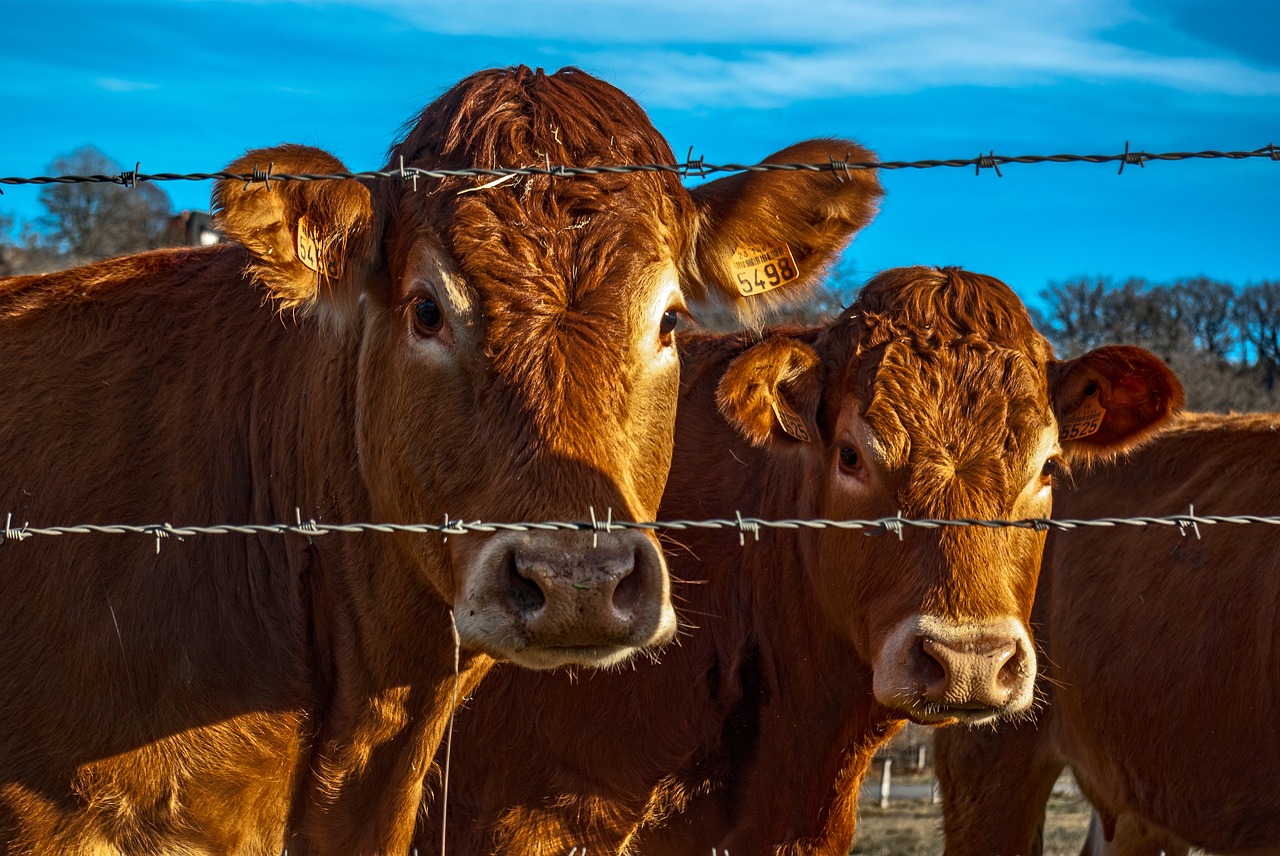 Karvė, Jautiena, Gyvūnas, Gamta, Ūkininkavimas, Žemdirbystė, France, Nemokamos Nuotraukos,  Nemokama Licenzija