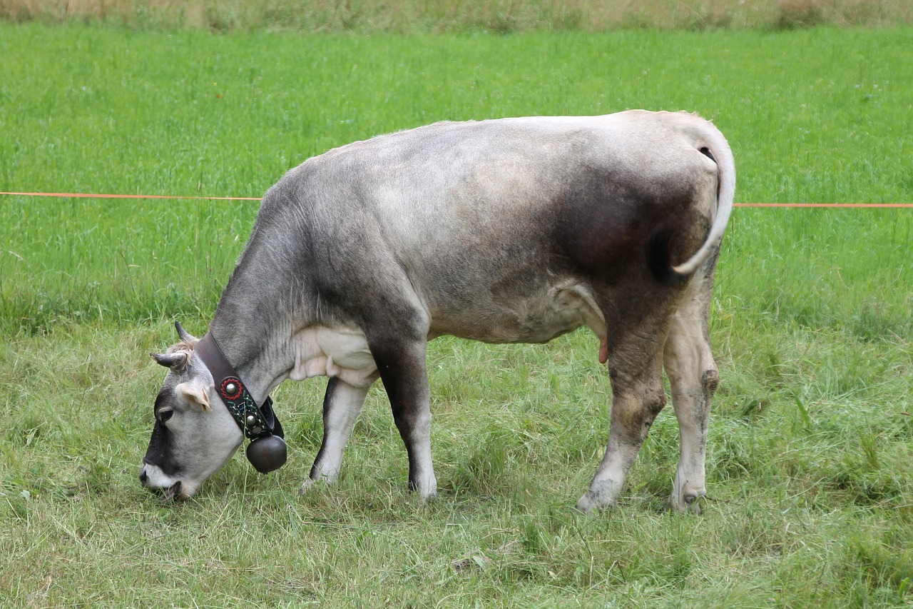 Karvė, Kalnas, Ganykla, Prato, Cowbell, Bovino, Žolė, Gyvuliai, Gyvūnas, Fauna