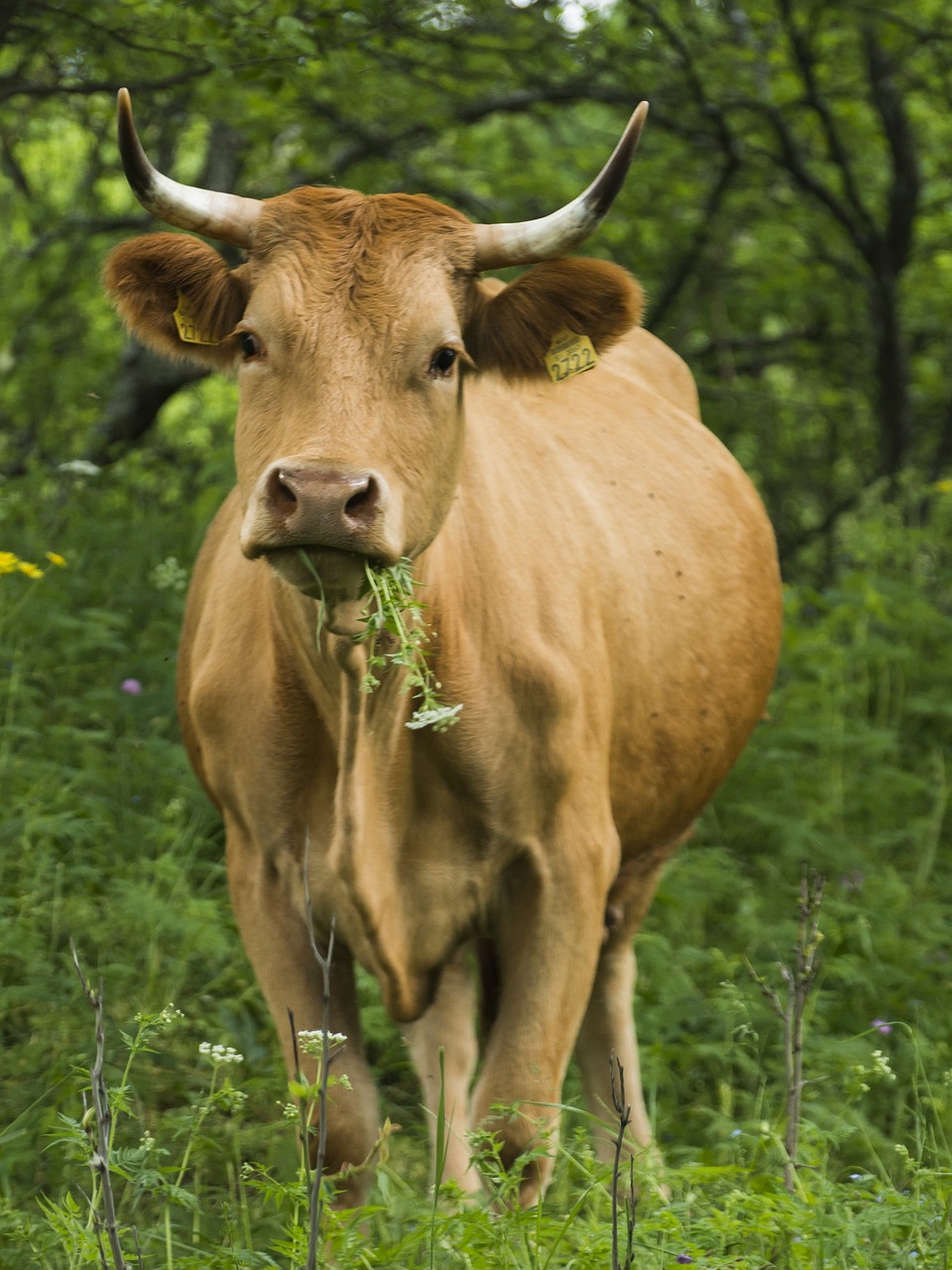 Karvė, Valgymas, Galvijai, Gamta, Žolė, Žalias, Nemokamos Nuotraukos,  Nemokama Licenzija