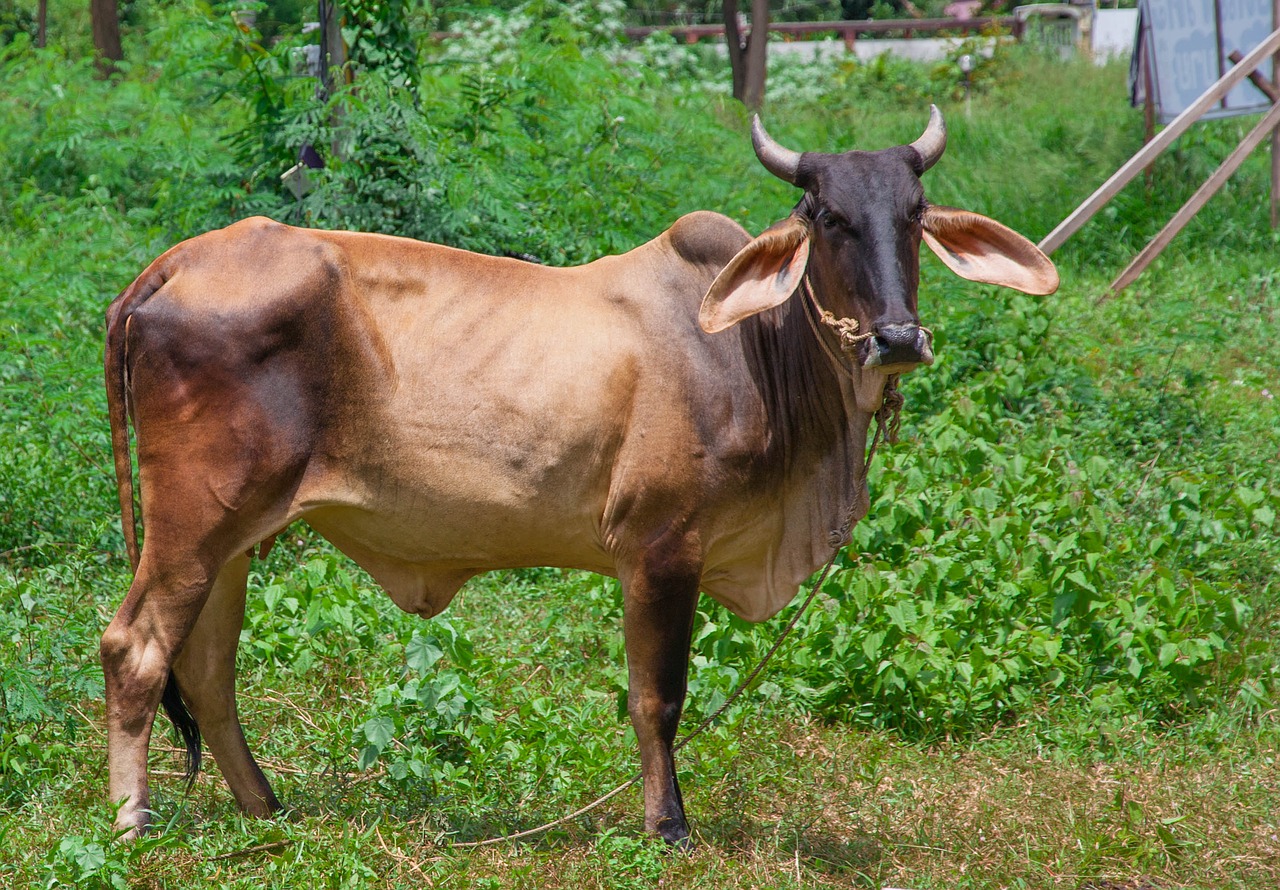 Karvė, Tailandas, Gyvūnas, Nemokamos Nuotraukos,  Nemokama Licenzija