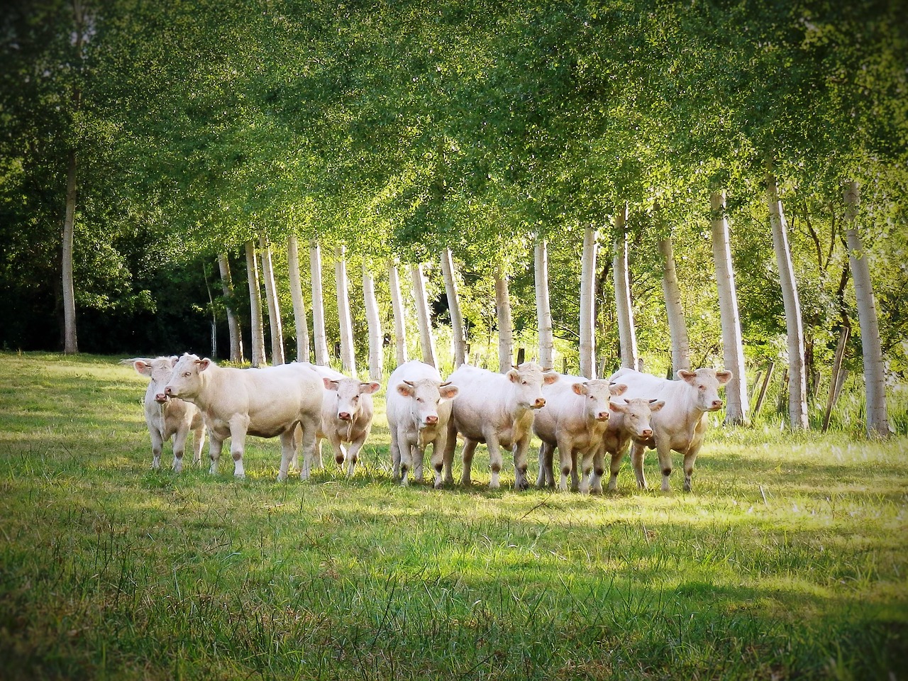 Karvė, Pre, Laukas, Ganykla, Prairie, Žemdirbystė, Gyvūnai, Naršyti, Bandas, Žolė