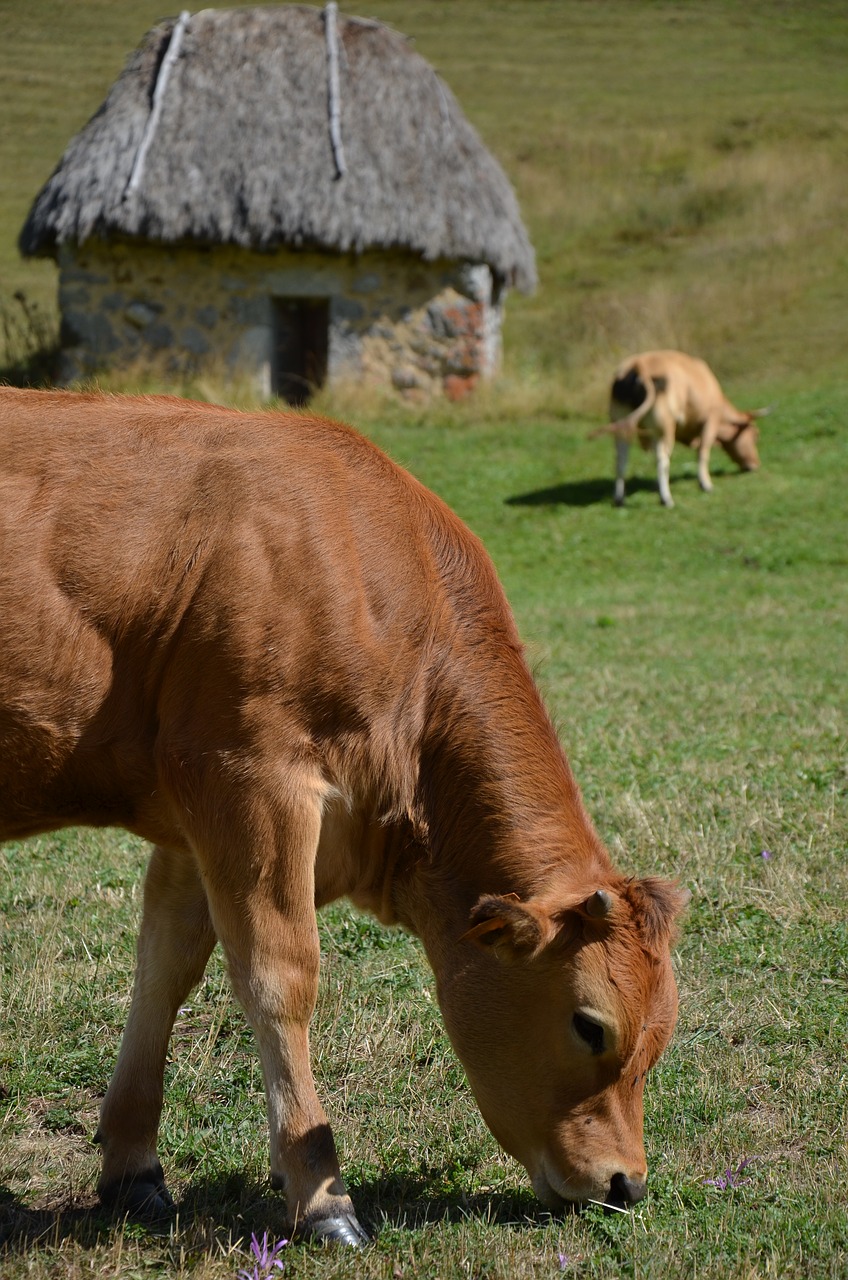Karvė, Veršelis, Teito, Asturias, Somiedo, Nemokamos Nuotraukos,  Nemokama Licenzija