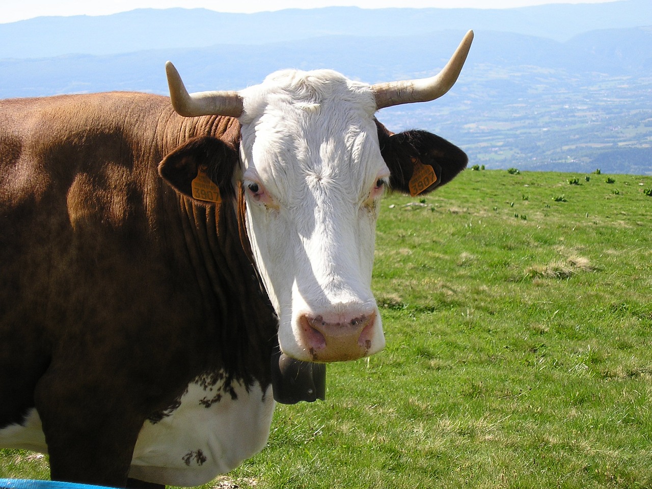 Karvė, Haute-Savoie, Semnozas, Varpas, Pieva, Pavasaris, Nemokamos Nuotraukos,  Nemokama Licenzija