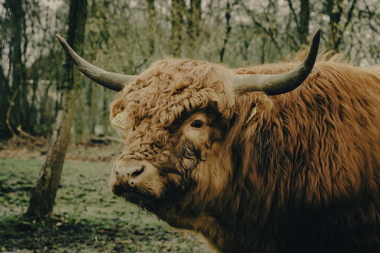 Karvė, Scot, Highlander, Škotija, Gyvūnas, Gamta, Bulius, Nemokamos Nuotraukos,  Nemokama Licenzija
