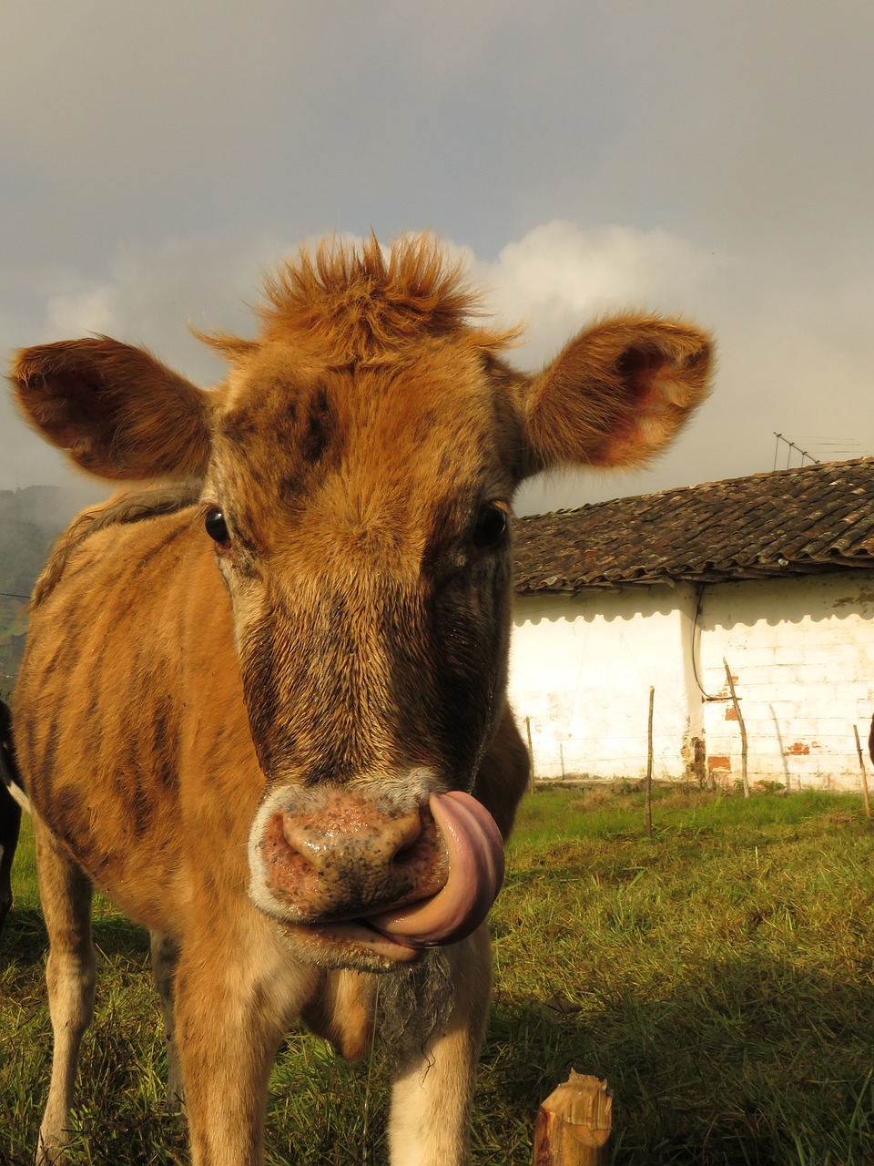 Karvė, Gyvūnai, Laukas, Nemokamos Nuotraukos,  Nemokama Licenzija