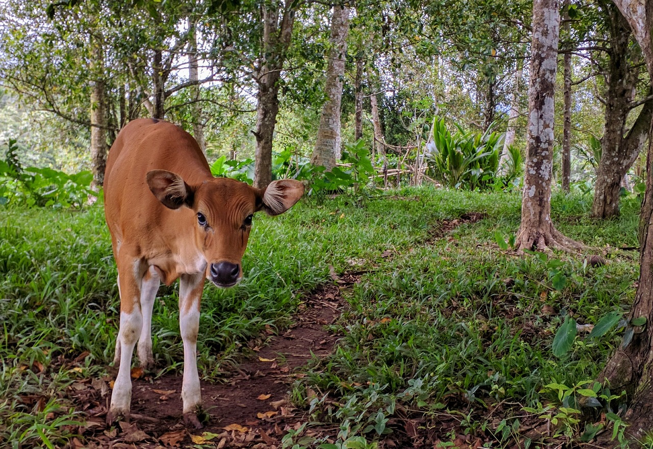 Karvė, Gyvūnas, Balinese, Bali, Nemokamos Nuotraukos,  Nemokama Licenzija