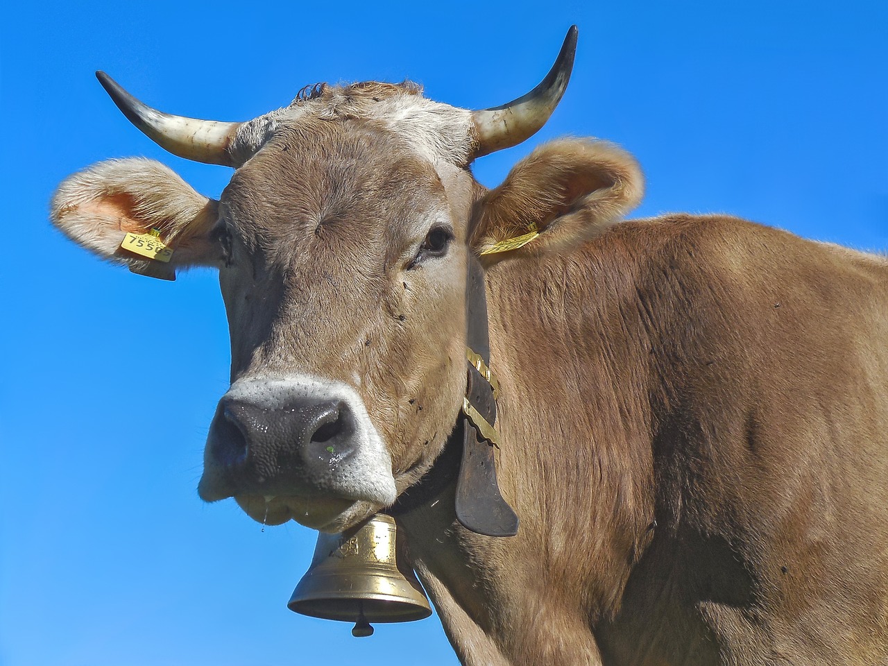 Karvė, Ragai, Pieno Karvė, Jautiena, Allgäu Rudas, Allgäu, Nemokamos Nuotraukos,  Nemokama Licenzija