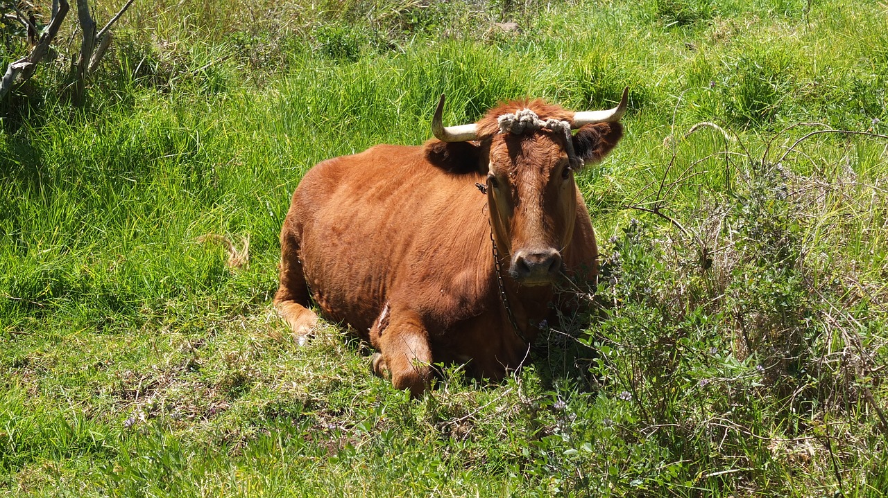 Karvė, Žalias, Žolė, Kaimas, Kaimas, Gamta, Gyvūnas, Ūkis, Laukas, Galvijai