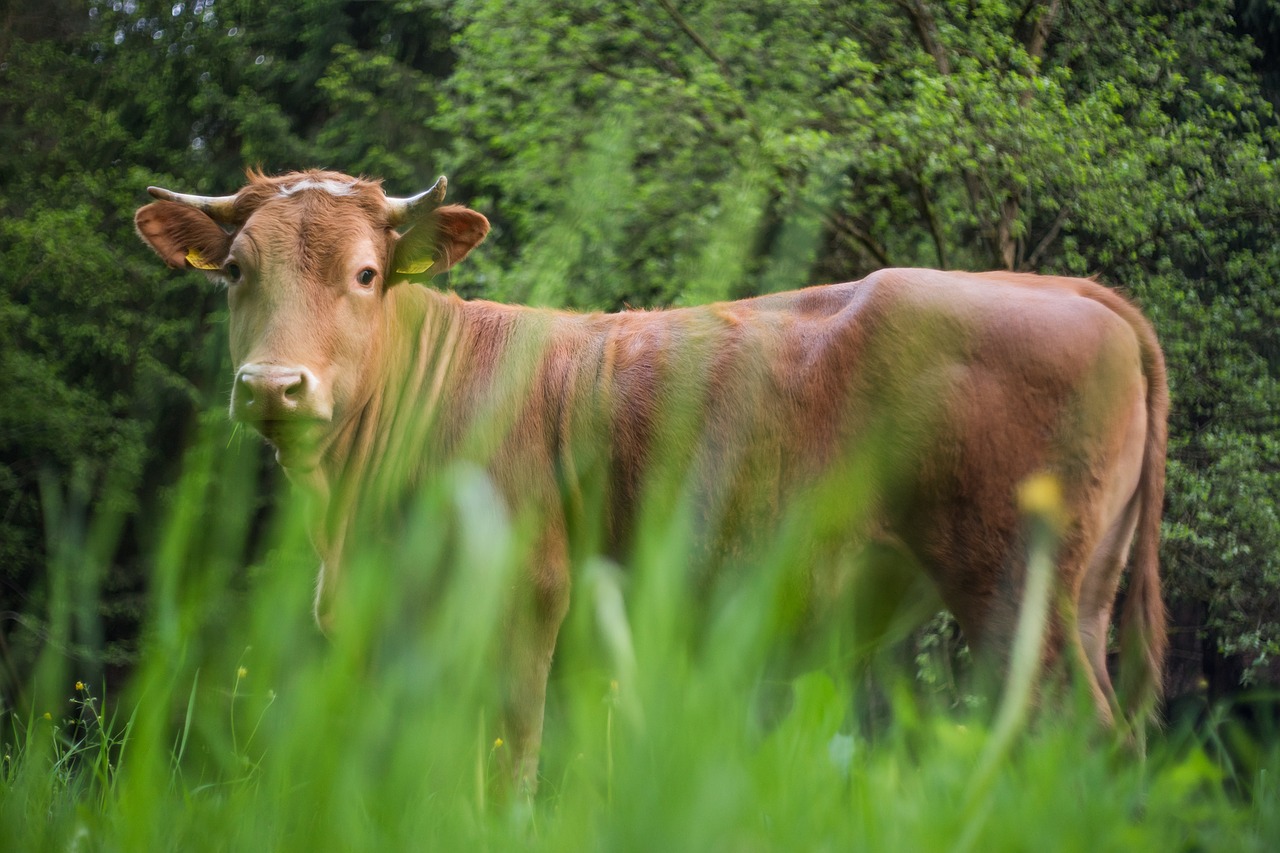 Karvė, Ganykla, Žolė, Jautiena, Gamta, Nemokamos Nuotraukos,  Nemokama Licenzija