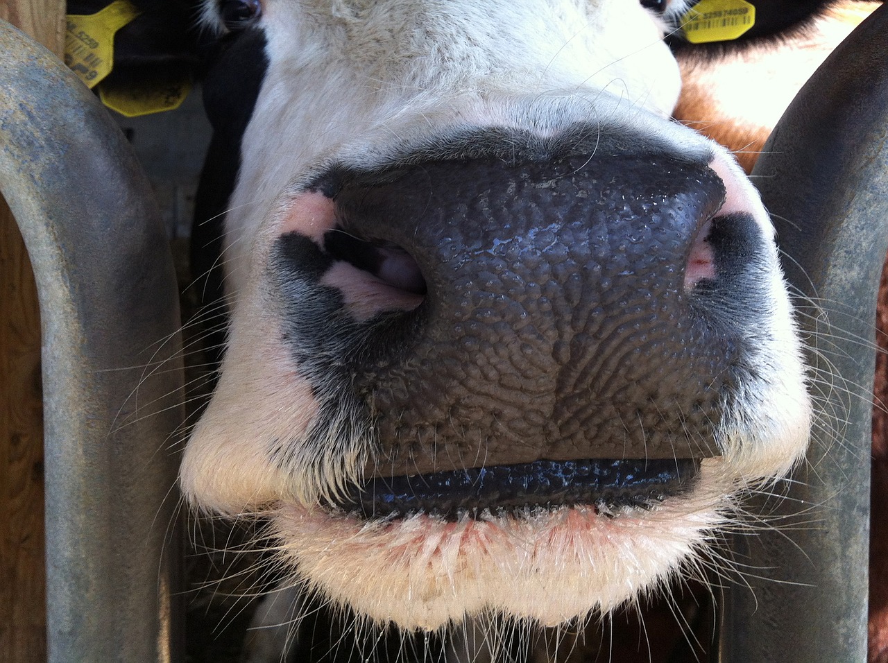 Karvė, Nosis, Uždaryti, Nemokamos Nuotraukos,  Nemokama Licenzija
