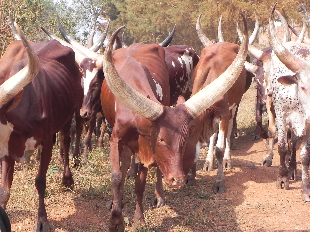 Karvė, Ilgas Ragas, Uganda, Galvijai, Nemokamos Nuotraukos,  Nemokama Licenzija