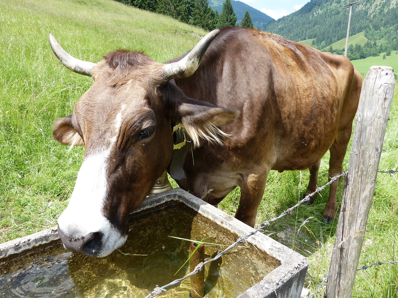 Karvė, Karvės Veršelis, Allgäu, Blogas Hindelang, Nemokamos Nuotraukos,  Nemokama Licenzija