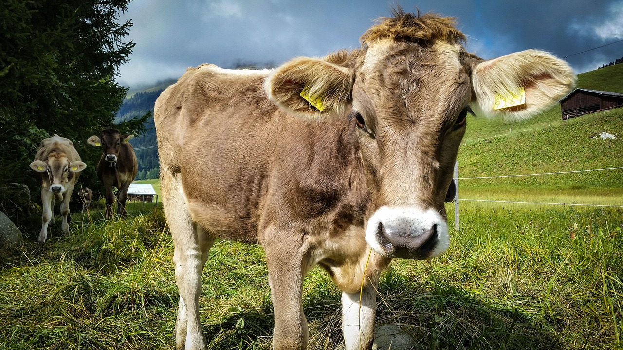 Karvė, Šveicarija, Žygis, Nemokamos Nuotraukos,  Nemokama Licenzija