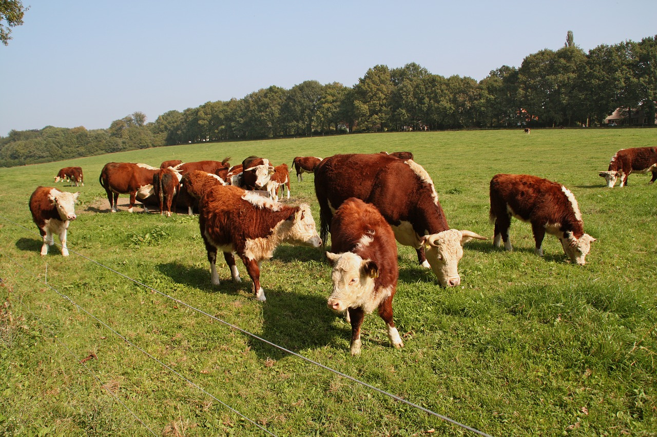 Karvė, Holland, Nyderlandai, Gyvūnas, Galvijai, Pieva, Ūkis, Laukas, Žolė, Kaimas