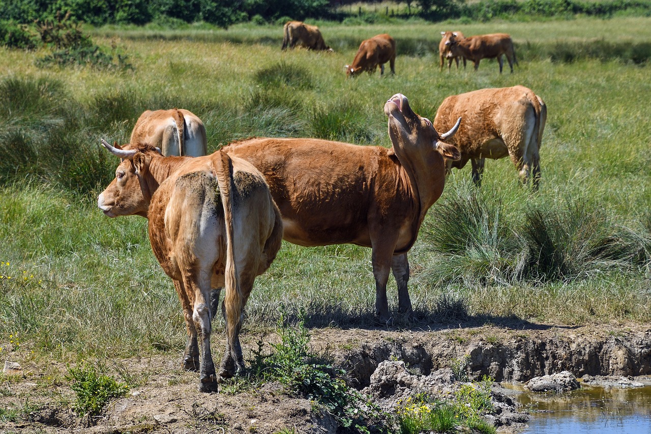 Karvė, Limuzinas, Rousse, Laukas, Nemokamos Nuotraukos,  Nemokama Licenzija