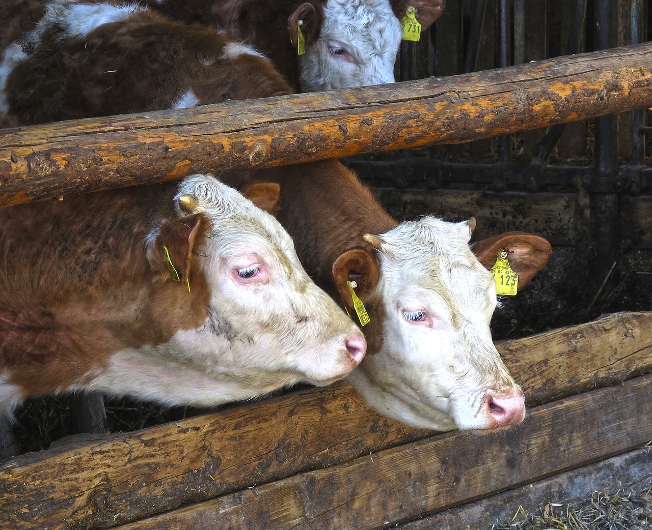 Karvė, Stalas, Jautiena, Karvės, Priekiniai Miškai, Naminiai Galvijai, Naminis Gyvūnėlis, Gyvūnas, Bos Taurus, Portait