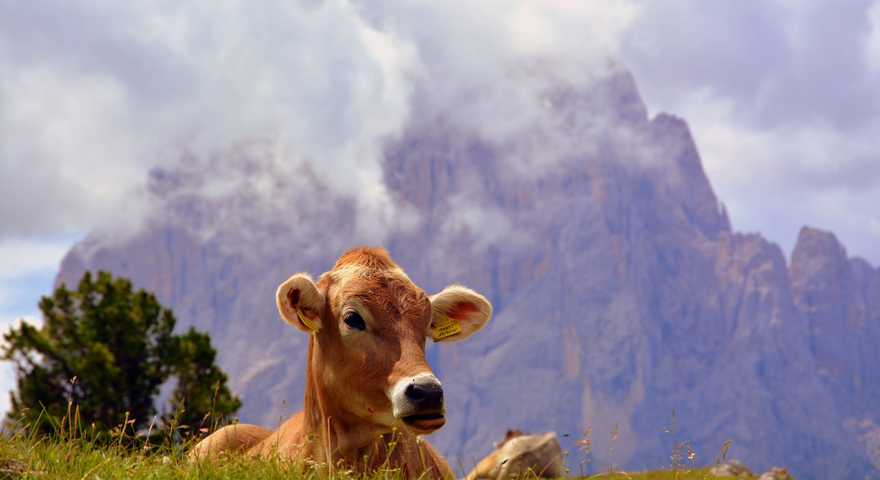 Karvė, Dolomitai, Poilsis, Prato, Ramybė, Žolė, Galvijai, Gyvuliai, Gamta, Gyvūnas