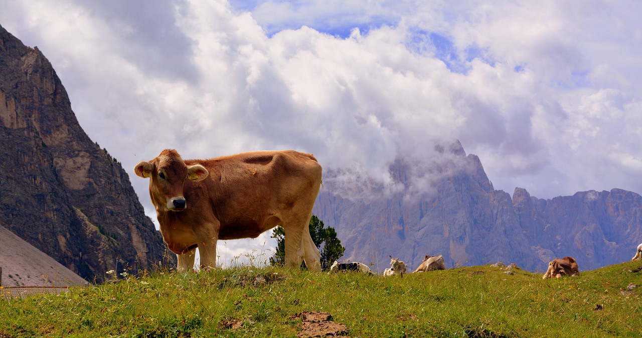 Karvė, Dolomitai, Poilsis, Prato, Ramybė, Žolė, Galvijai, Gyvuliai, Gamta, Gyvūnas