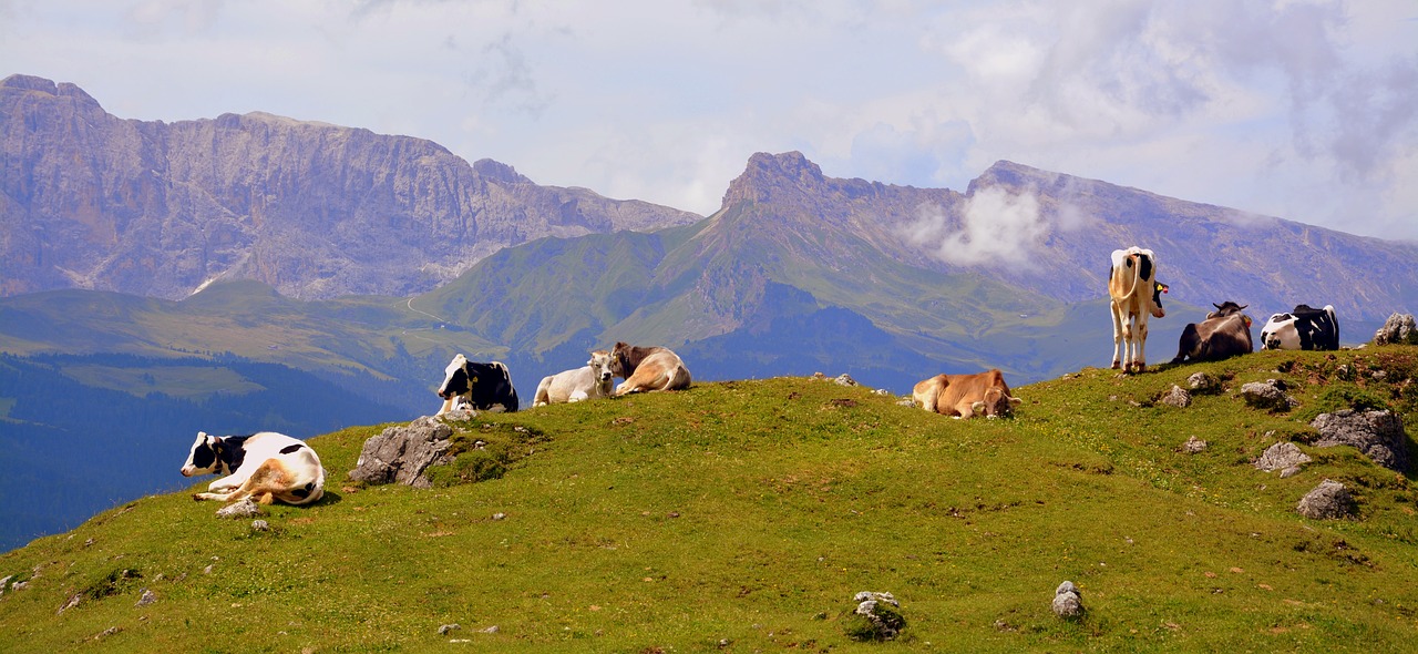 Karvė, Dolomitai, Poilsis, Prato, Ramybė, Žolė, Galvijai, Gyvuliai, Gamta, Gyvūnas