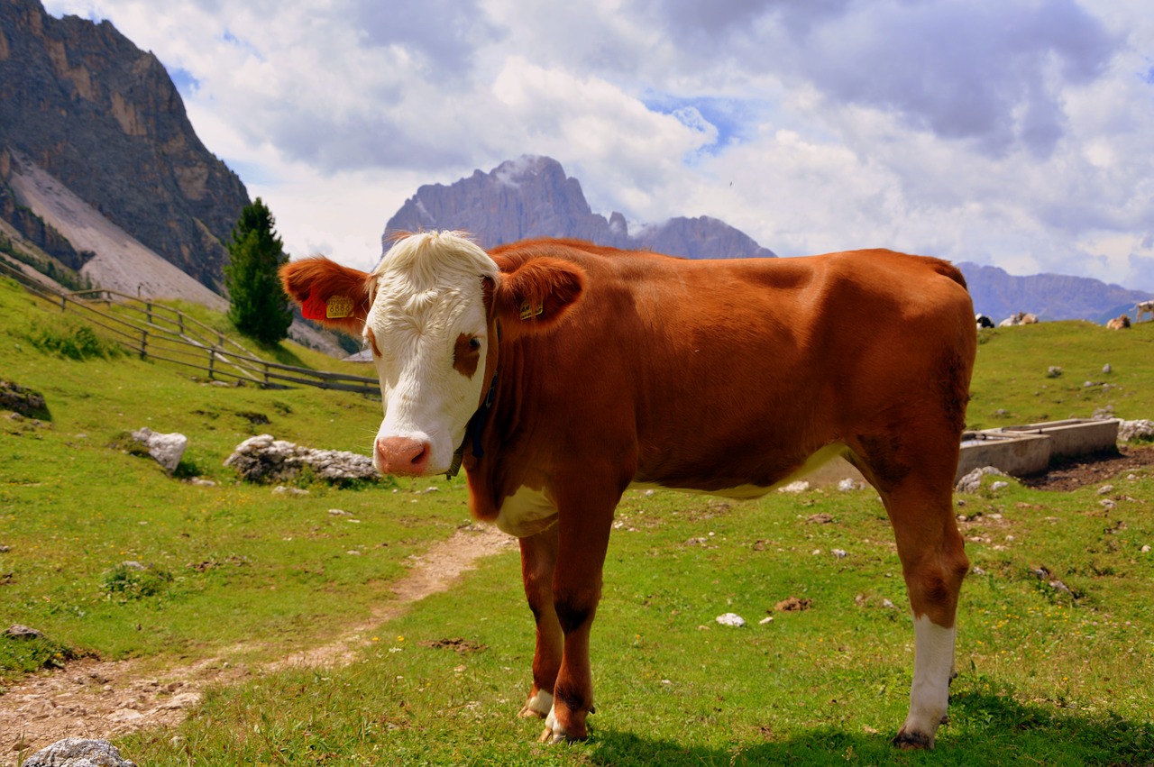 Karvė, Dolomitai, Prato, Žolė, Bovino, Gyvuliai, Gamta, Gyvūnas, Nemokamos Nuotraukos,  Nemokama Licenzija