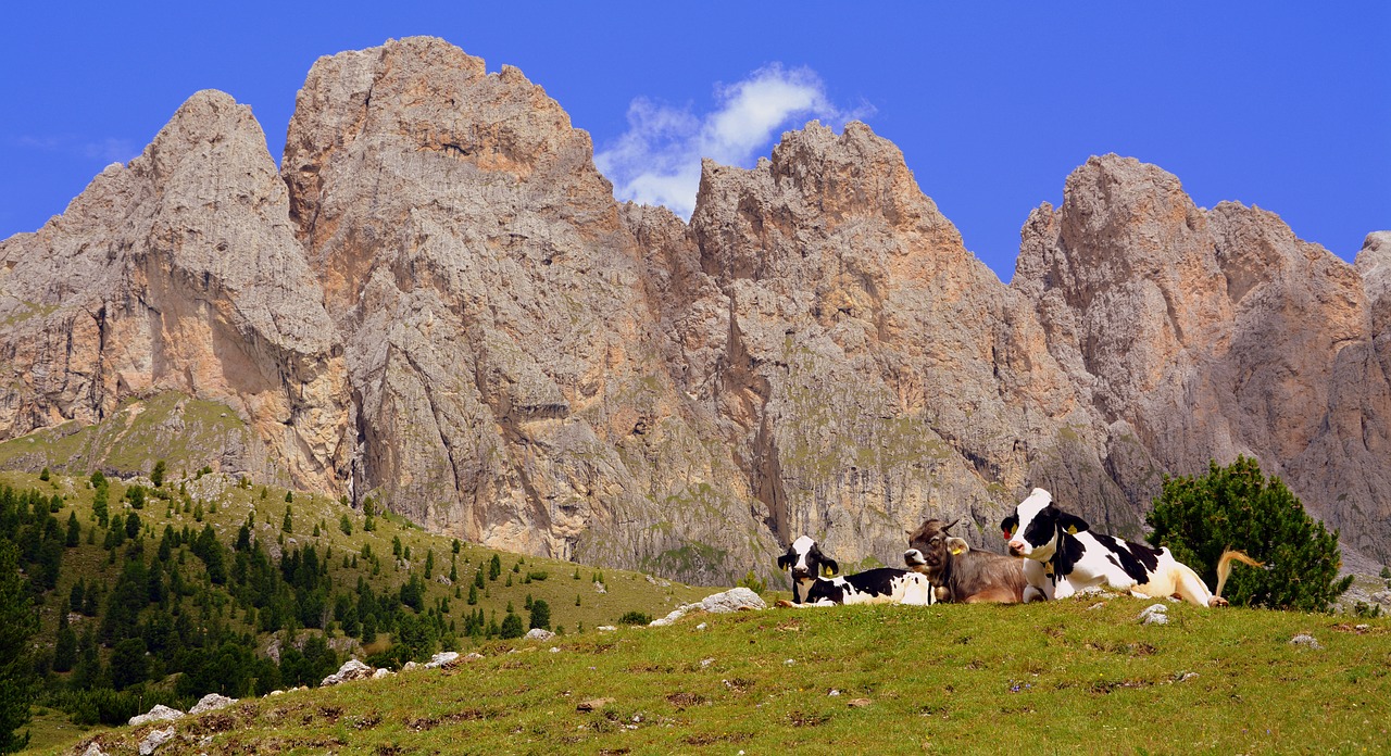 Karvė, Ganykla, Poilsis, Dolomitai, Kalnas, Prato, Gyvūnai, Bovino, Gyvūnas, Bandas