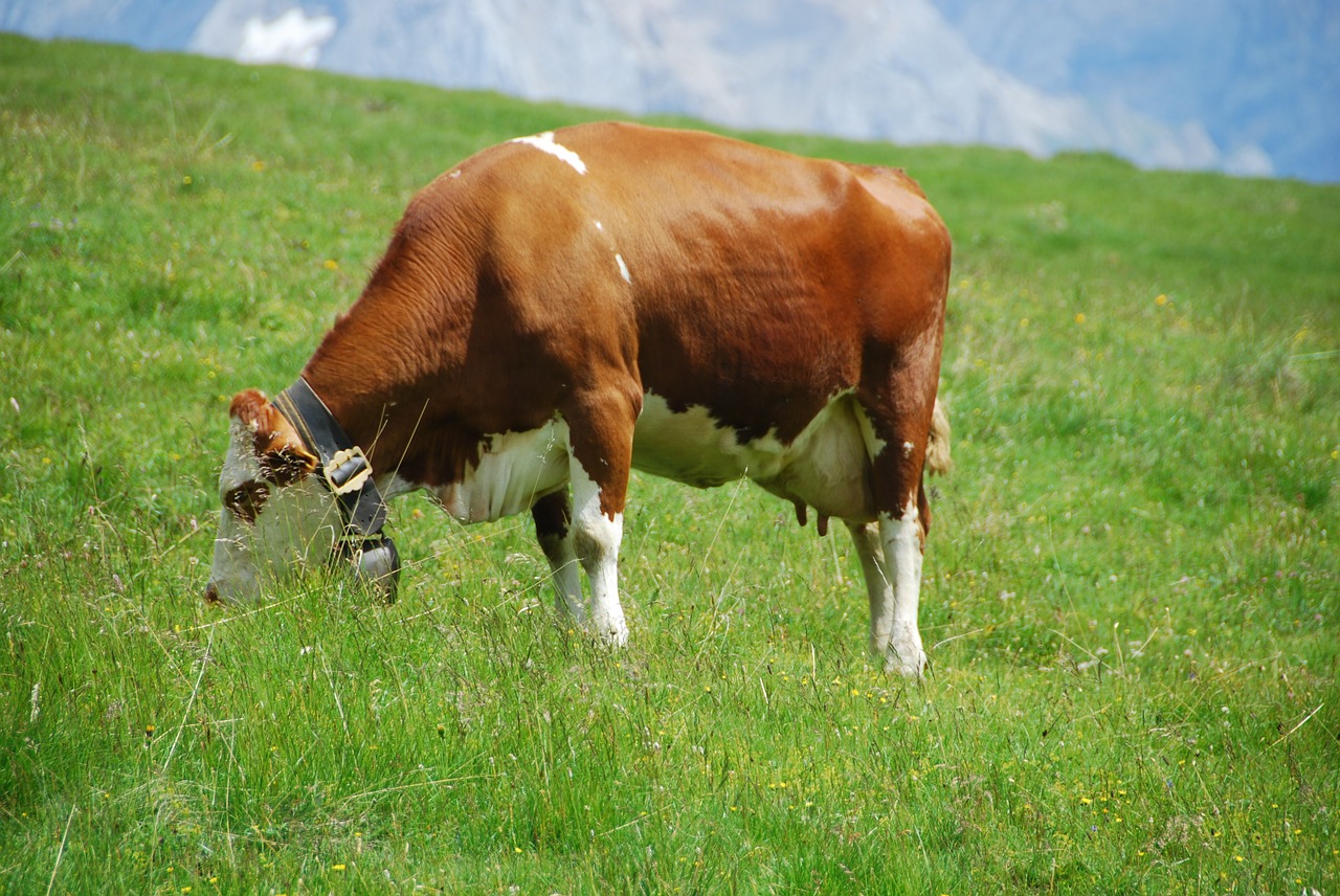 Karvė, Ganykla, Prato, Kalnas, Dolomitai, Bovino, Gamta, Gyvuliai, Nemokamos Nuotraukos,  Nemokama Licenzija