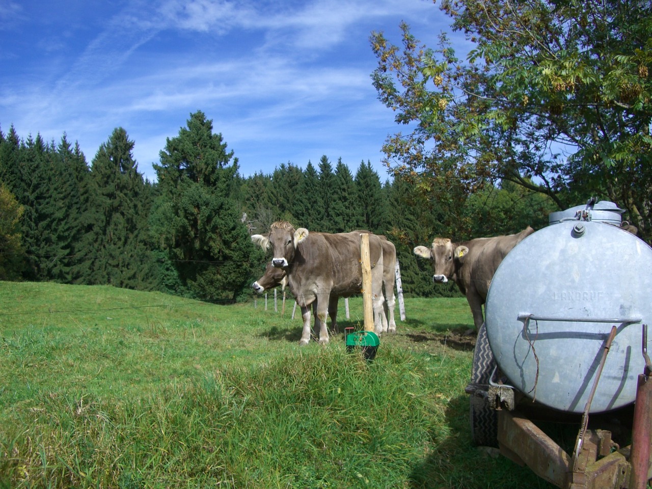 Karvė, Jauni Galvijai, Jautiena, Vandens Rezervuaras, Ganykla, Miškas, Pieva, Dangus, Mėlynas, Allgäu