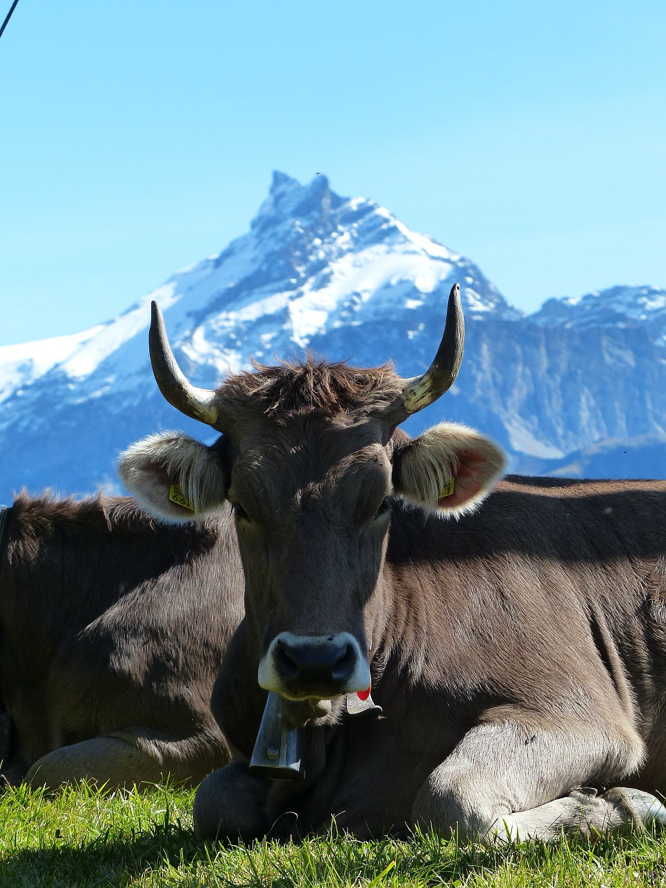 Karvė, Ragai, Alpių, Ganykla, Kalnai, Vasara, Sniegas, Nemokamos Nuotraukos,  Nemokama Licenzija