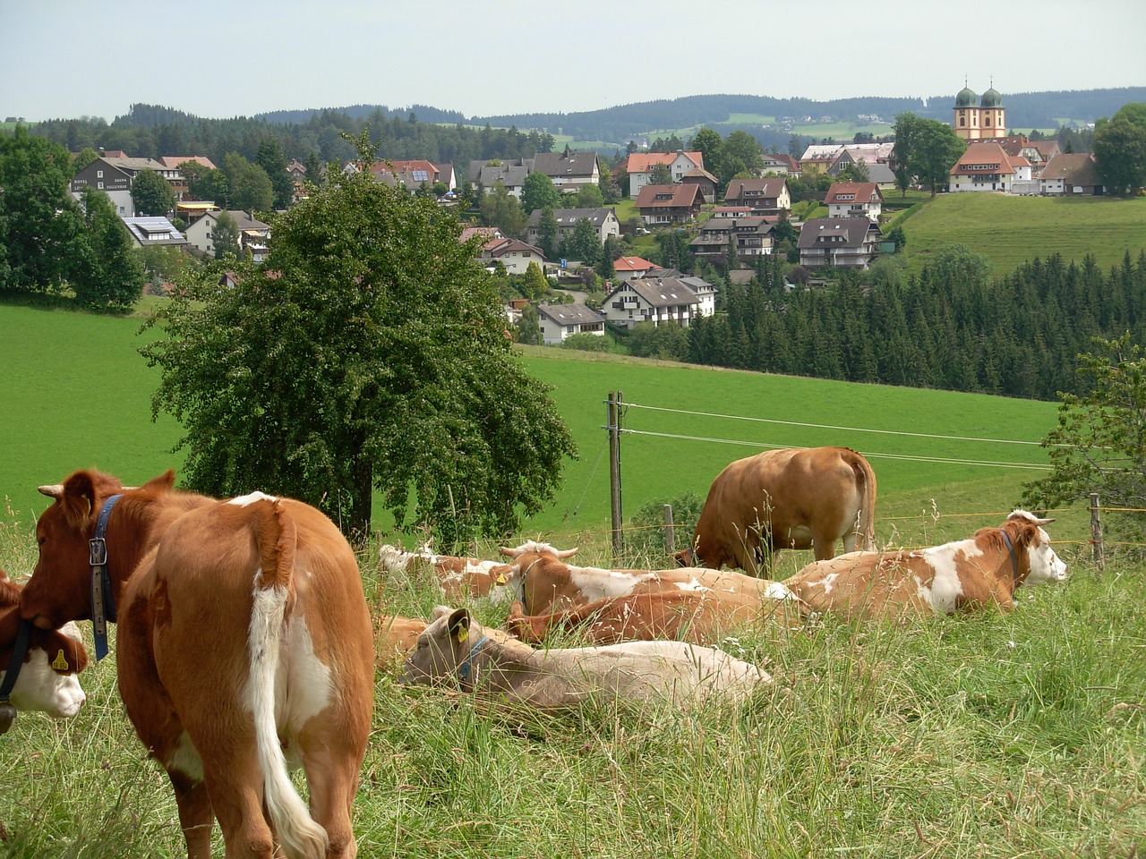Karvė, Kraštovaizdis, Vokietija, Nemokamos Nuotraukos,  Nemokama Licenzija