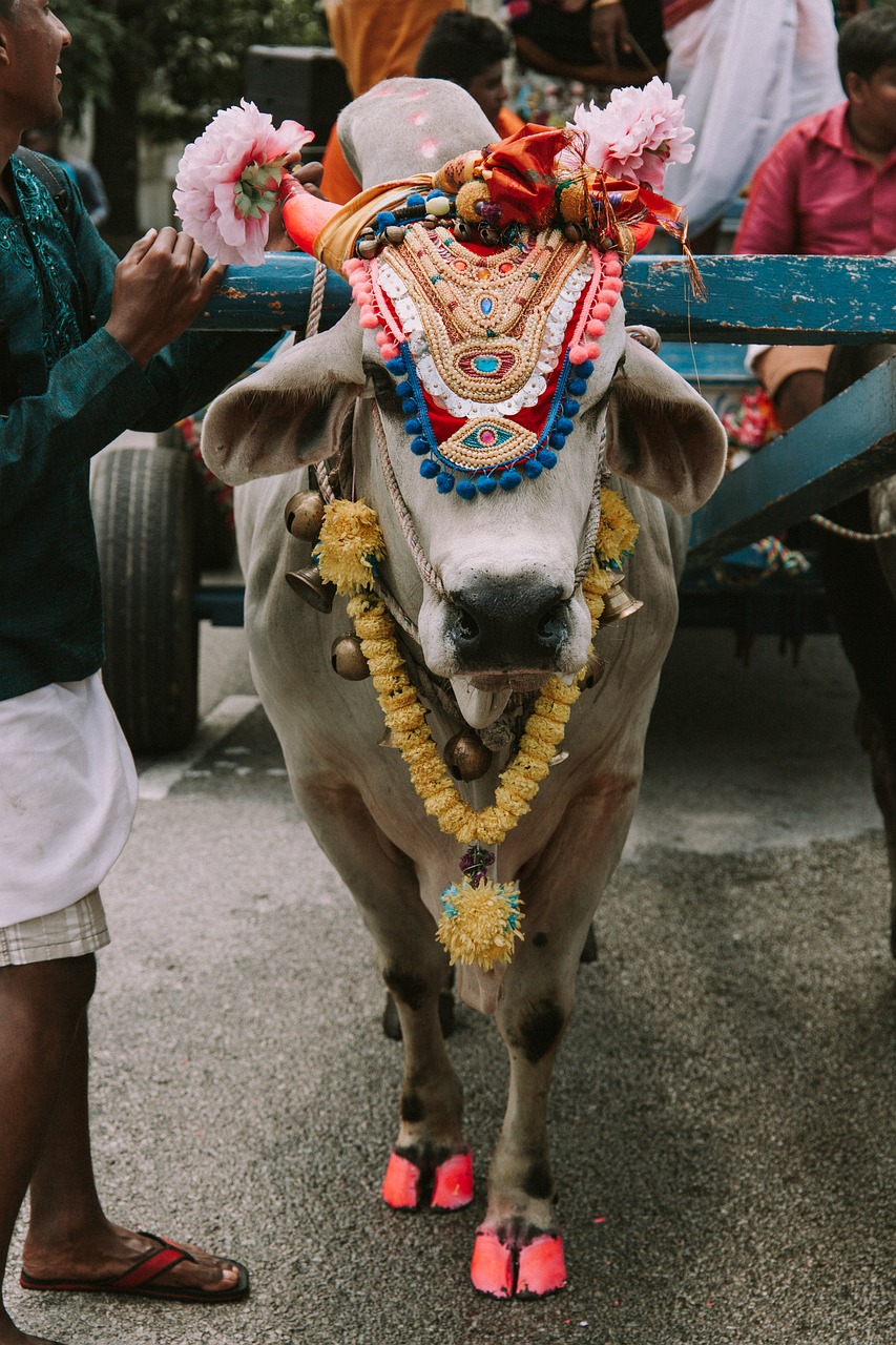 Karvė, Šventas, Šventas, Indija, Hinduizmas, Tradicinis, Gyvūnas, Religinis, Dvasingumas, Kultūra