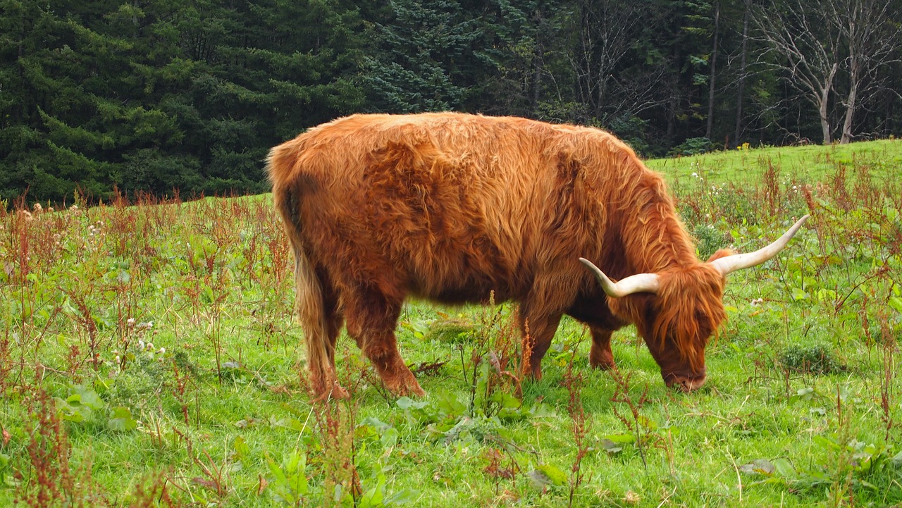 Karvė, Škotija, Gyvūnas, Galvijai, Žemdirbystė, Highland Beef, Jautiena, Ganykla, Highlandrind, Nemokamos Nuotraukos