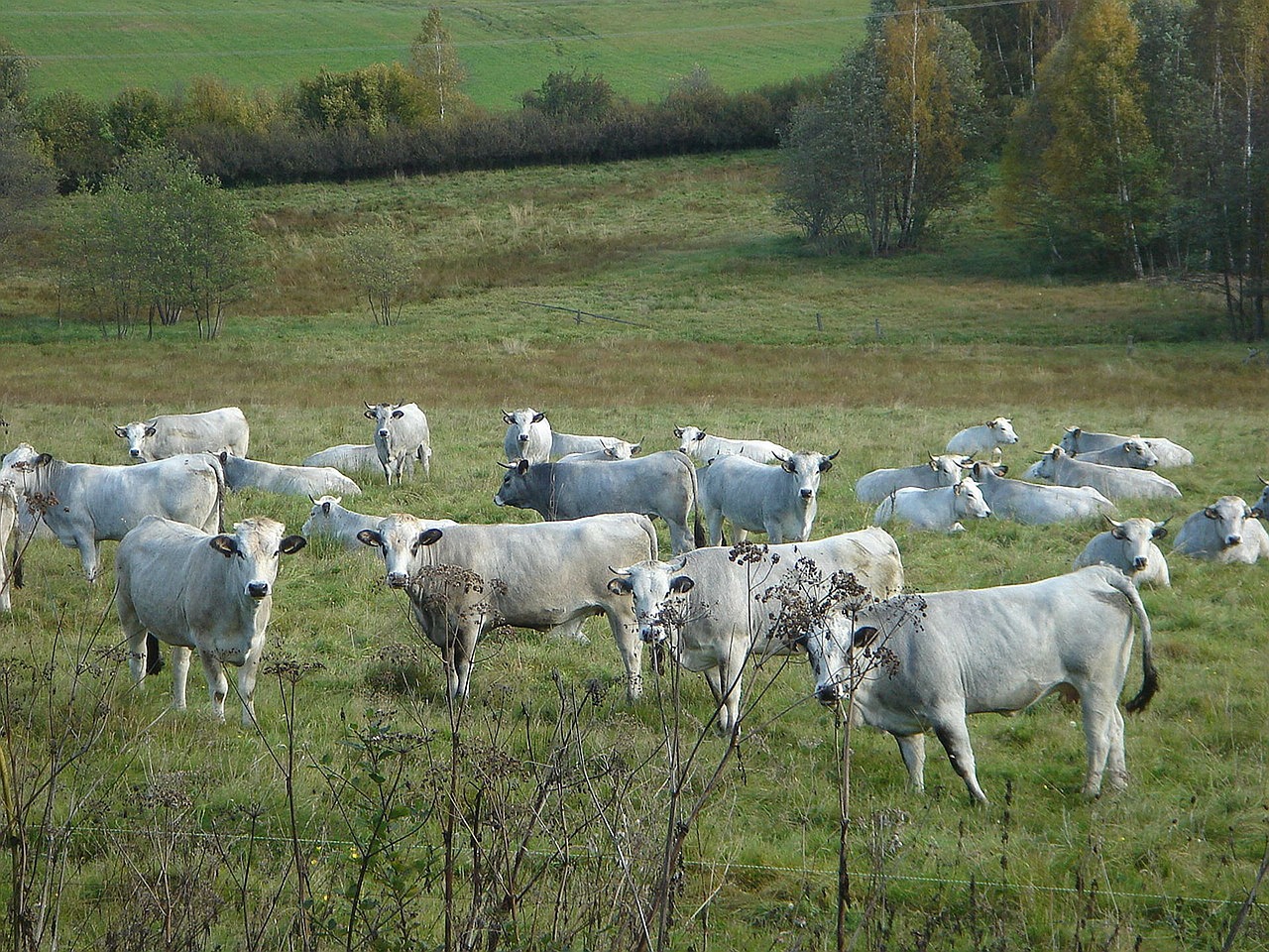 Karvė, Balta, Pieva, Bandas, Nemokamos Nuotraukos,  Nemokama Licenzija