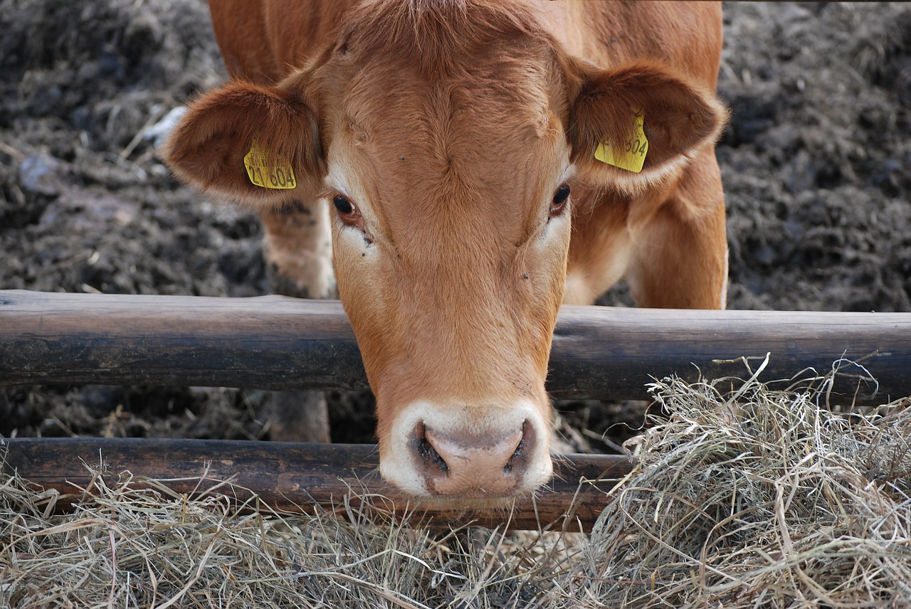 Karvė, Karvės, Kaimas, Nemokamos Nuotraukos,  Nemokama Licenzija