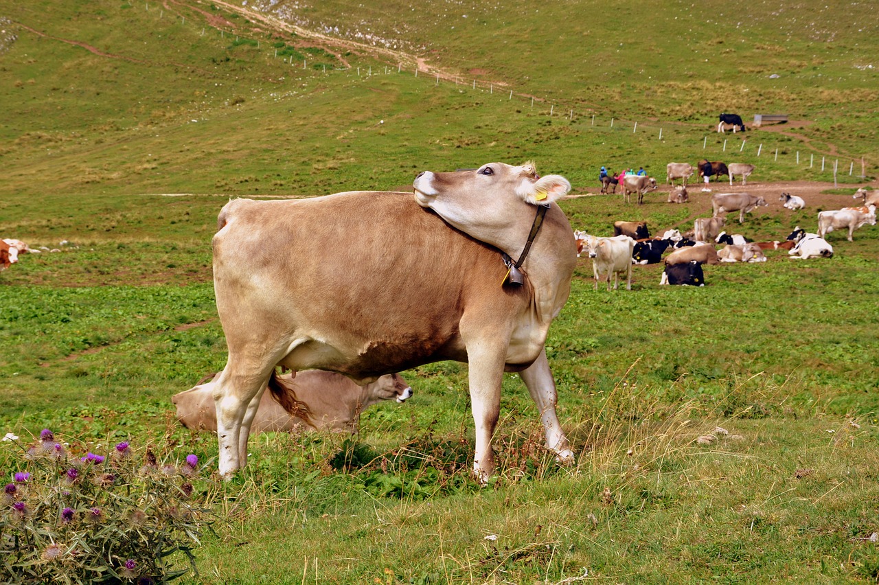 Karvė, Prato, Kalnas, Ganykla, Gyvūnai, Karvės, Gyvuliai, Gyvūnas, Nemokamos Nuotraukos,  Nemokama Licenzija