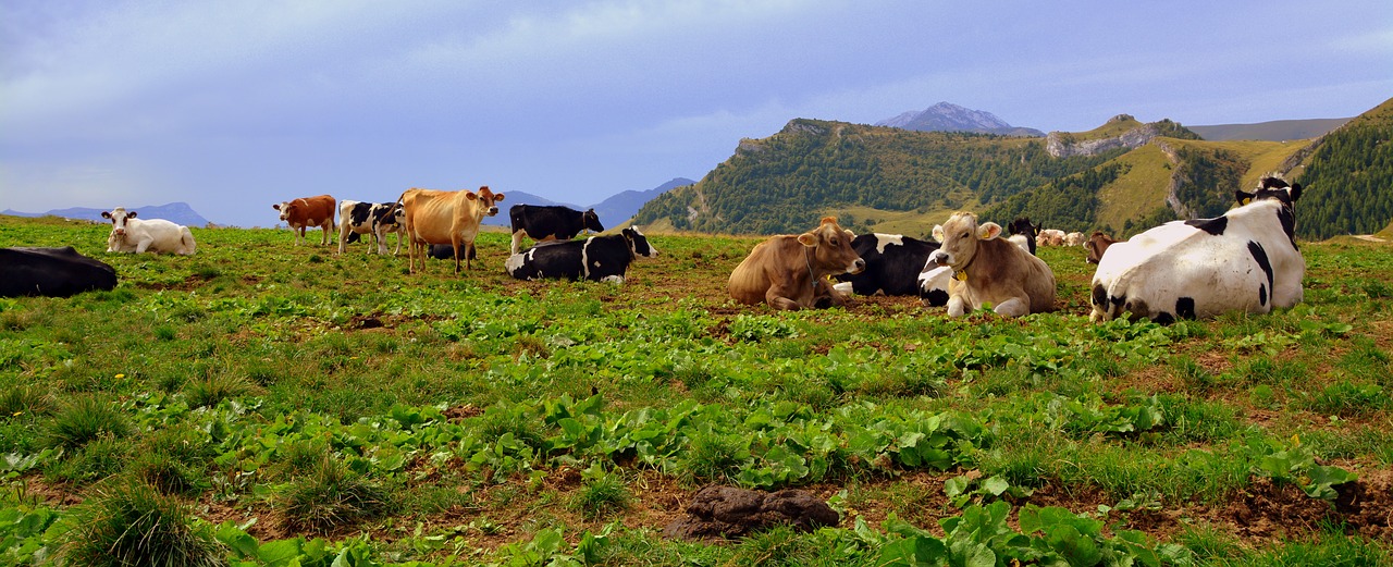 Karvė, Prato, Kalnas, Ganykla, Gyvūnai, Karvės, Gyvuliai, Gyvūnas, Nemokamos Nuotraukos,  Nemokama Licenzija