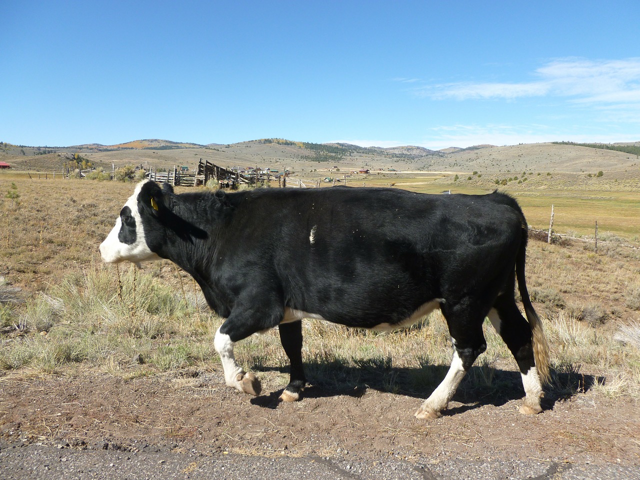 Karvė, Laukas, Ganyti, Ganykla, Žemės Ūkio Paskirties Žemė, Kaimas, Utah, Nemokamos Nuotraukos,  Nemokama Licenzija