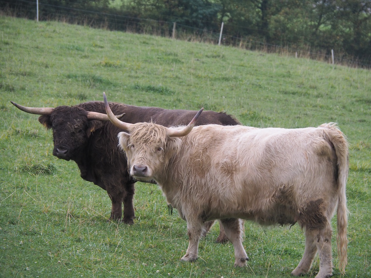 Karvė, Jautiena, Highland Beef, Ganykla, Valgyti, Gyvūnas, Ganyti, Gamta, Alm, Galvijai