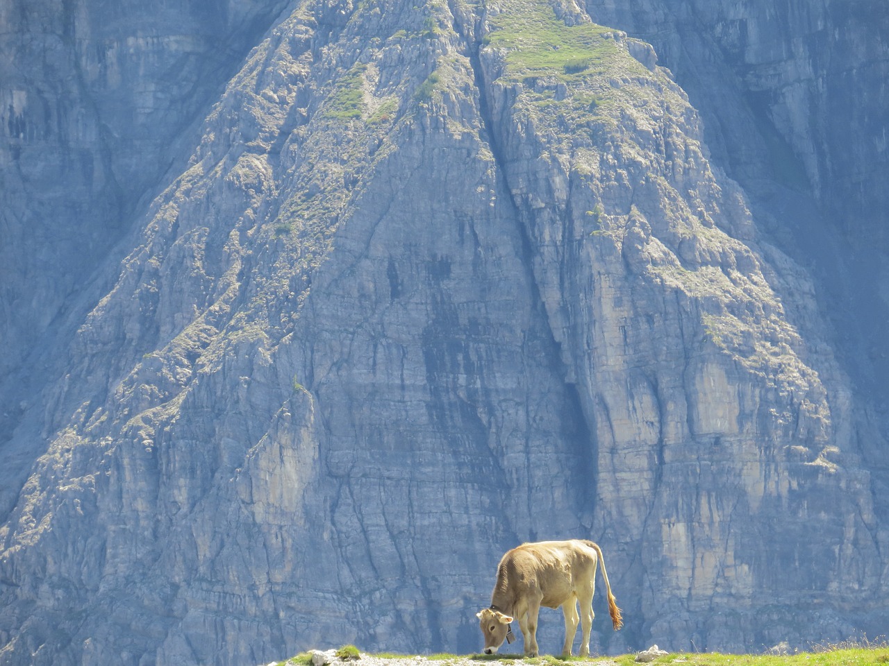 Karvė, Alpių, Perspektyva, Alm, Nemokamos Nuotraukos,  Nemokama Licenzija
