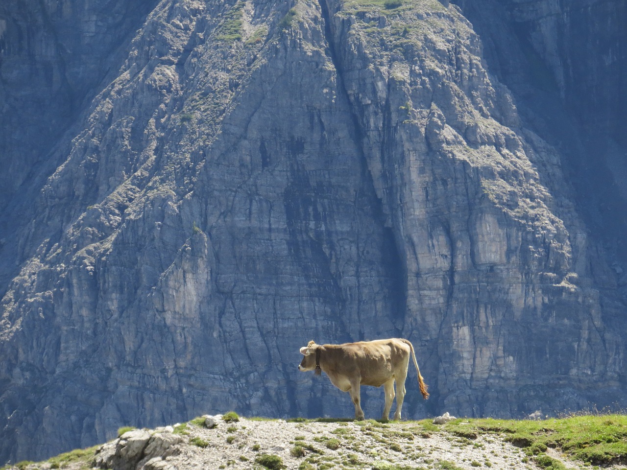 Karvė, Alpių, Perspektyva, Alm, Nemokamos Nuotraukos,  Nemokama Licenzija