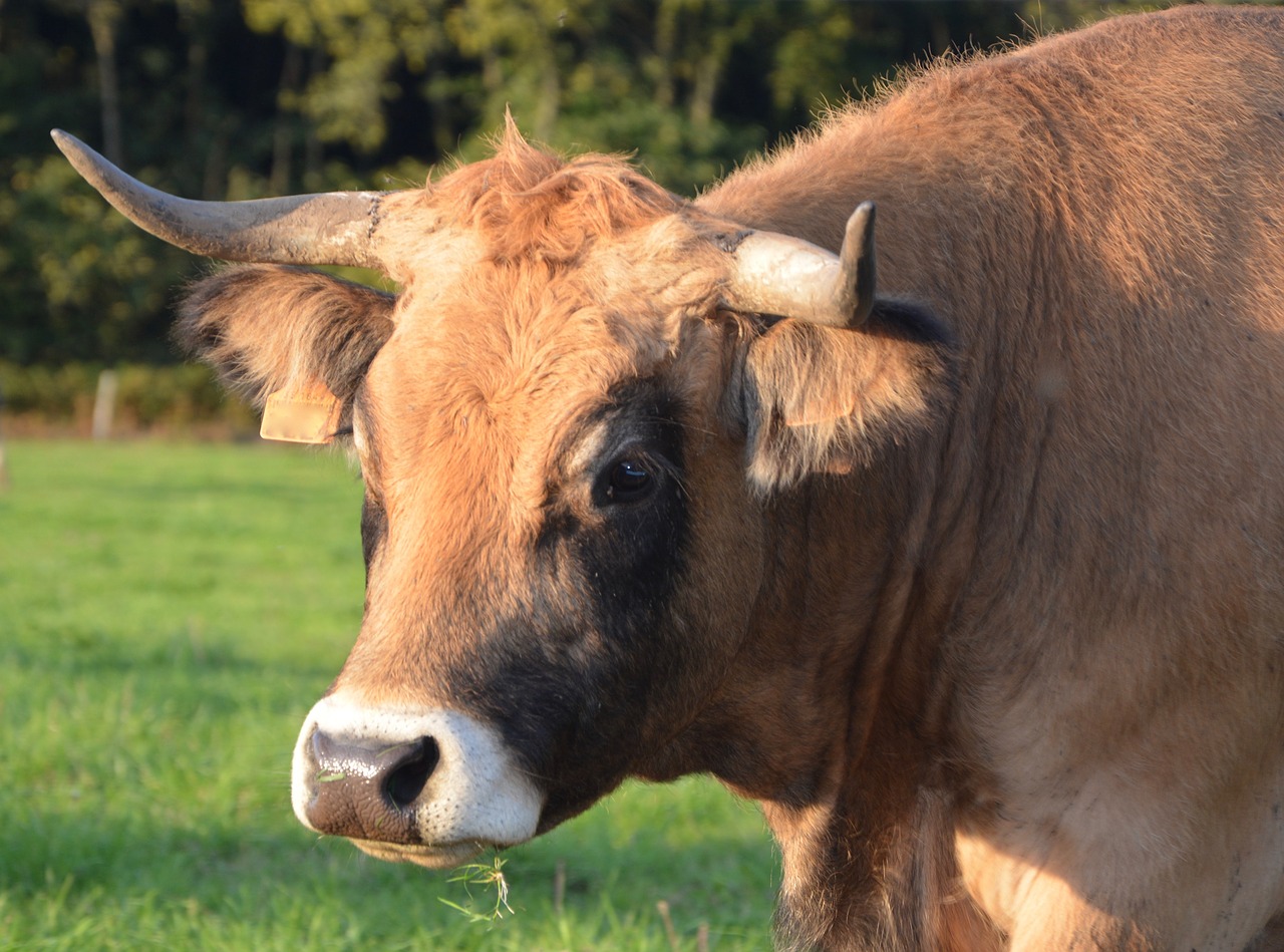 Karvė, Galvijai, Atrajotojas, Moteris, Žinduolis Vidaus, Rūšis Bos Taurus, Portretas, Ragus Priekyje, Nosis, Atsižvelgiant Į Karvę