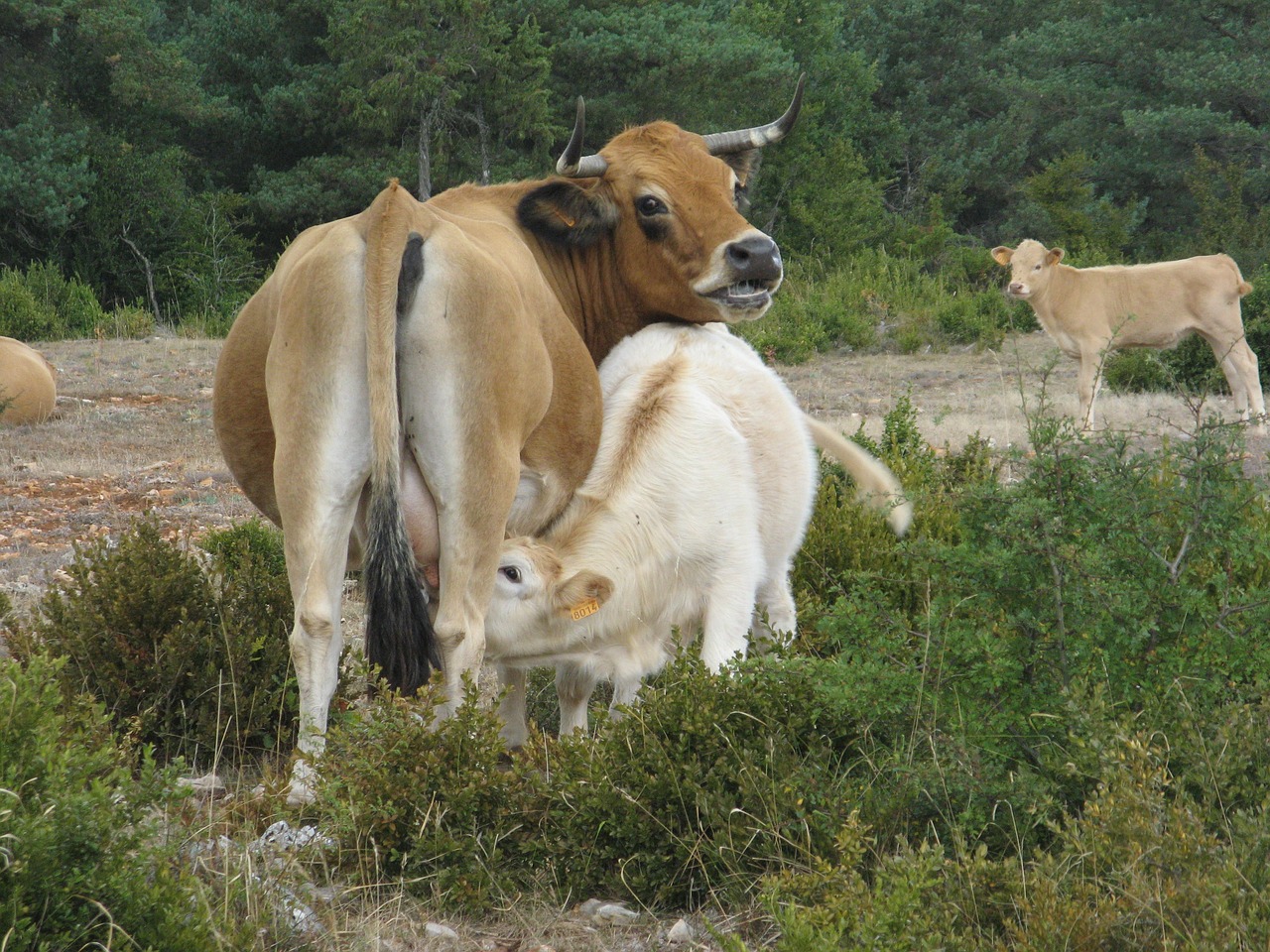 Karvė, Maitinimas Krūtimi, Žemdirbystė, Nemokamos Nuotraukos,  Nemokama Licenzija