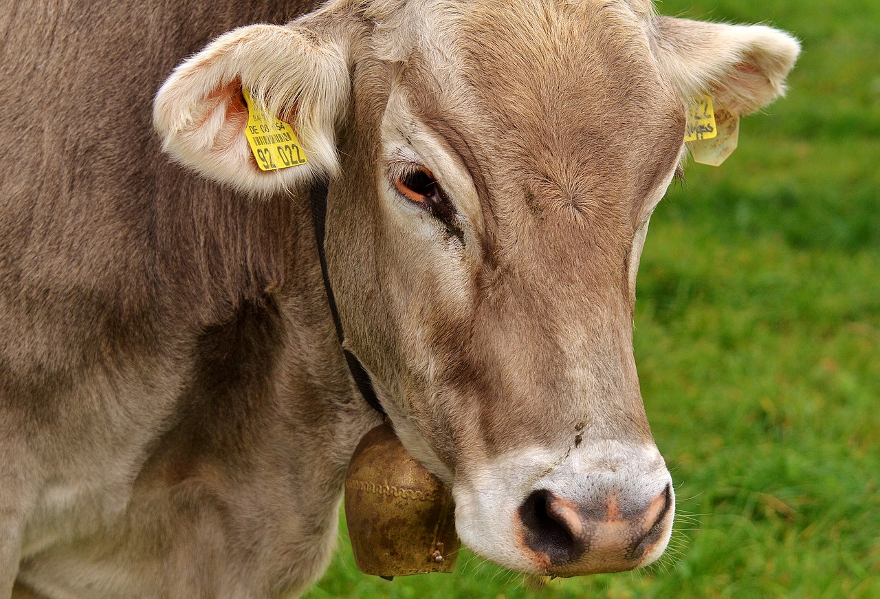 Karvė, Allgäu, Karvės, Mielas, Atrajotojas, Pieniniai Galvijai, Ganykla, Gyvūnas, Galvijai, Pieva