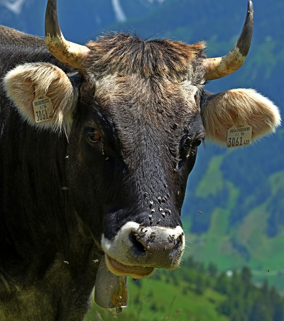 Karvė, Allgäu, Viehscheid, Pieniniai Galvijai, Ragai, Žemdirbystė, Allgäu Rudas, Gyvūnas, Ūkis, Gyvuliai