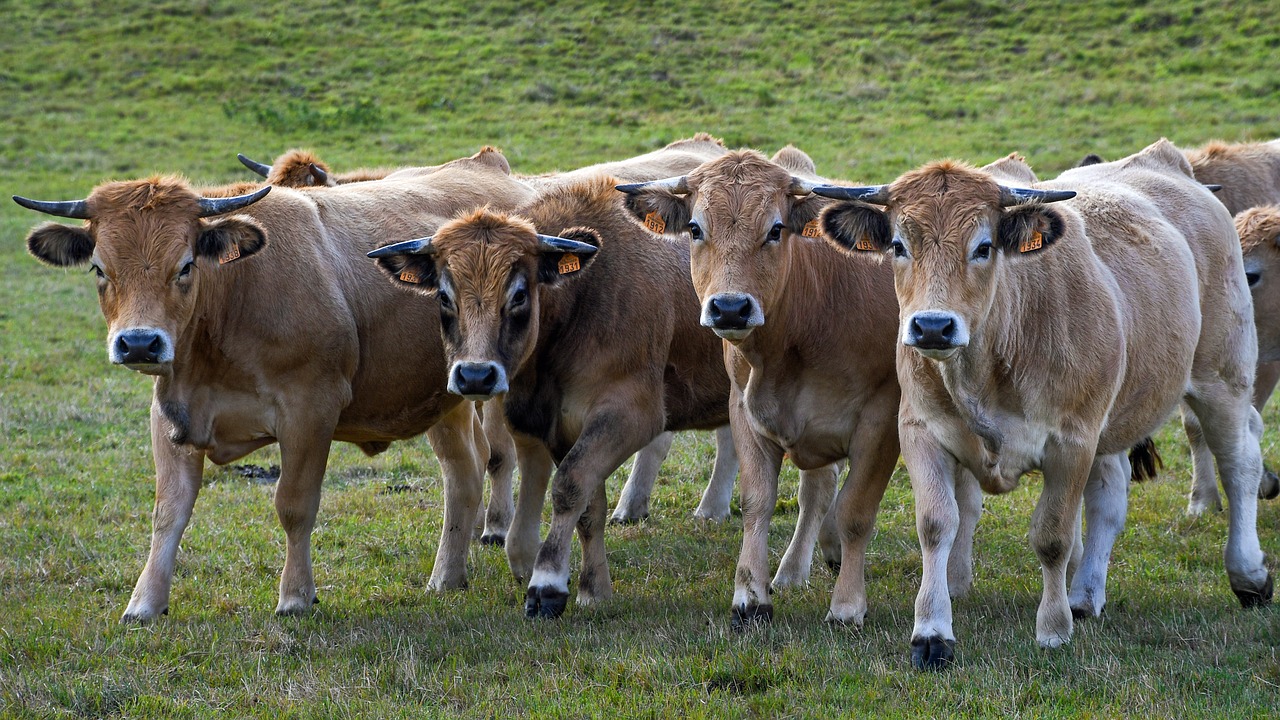 Karvė, Aubrac, Pre, Keturi, Gyvūnas, Atrajotojas, Galvijai, Nemokamos Nuotraukos,  Nemokama Licenzija