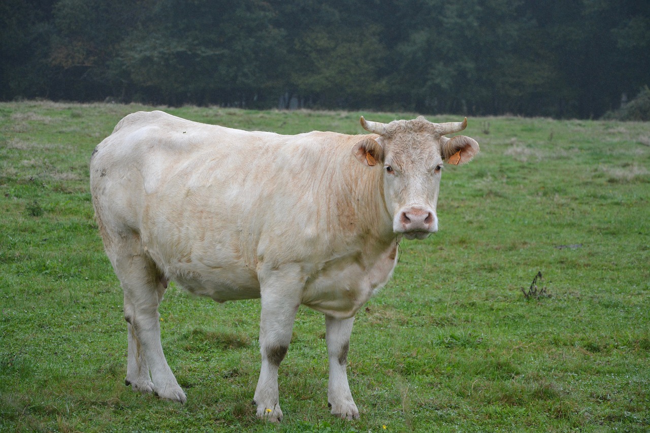 Karvė, Karvytė, Balta Spalva, Ganykla, Prairie, Pre, Galvijai, Žalia Prairija, Gyvūnas, Bandas