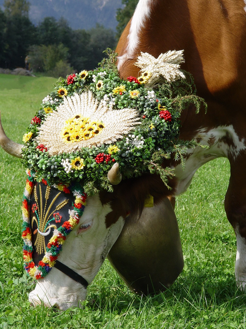 Karvė, Almabtrieb, Muitinės, Tradicija, Vainiko Jautiena, Varpas, Atrajotojas, Žinduolis, Rudasis Sviesas, Gyvūnai