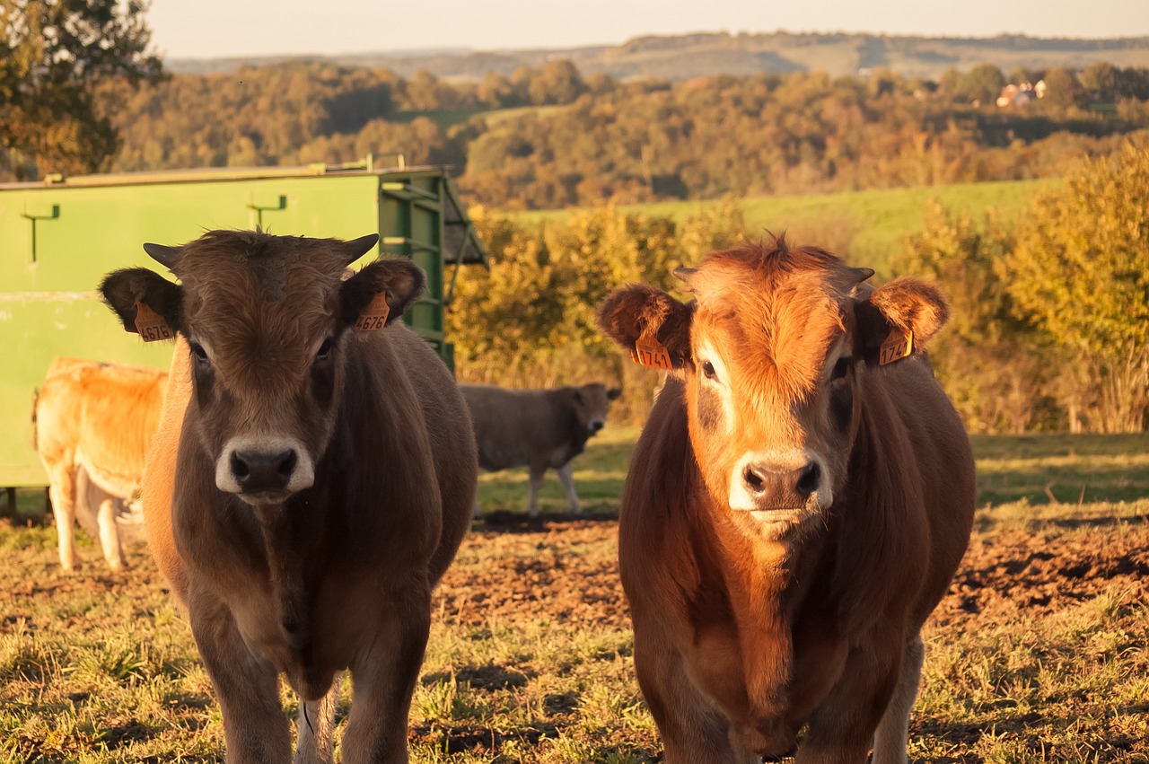 Karvė, Gyvūnai, Aubrac, Galvijai, Žemdirbystė, Nemokamos Nuotraukos,  Nemokama Licenzija