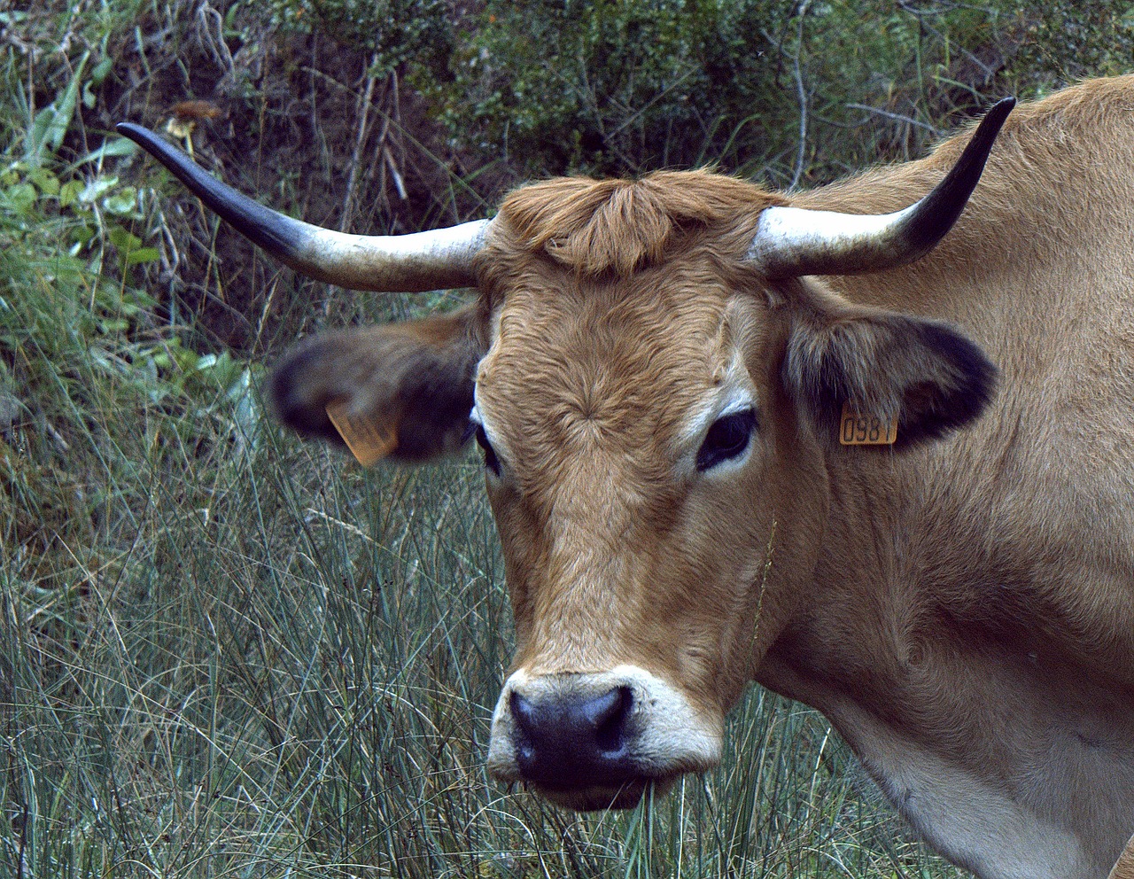 Karvė, Gyvūnas, Veršiena, Gyvūninė Prigimtis, Blondinė Karvė, Pienas, Maistas, Karvės Pėsčiomis, Nemokamas Vaizdas, Nemokamos Nuotraukos